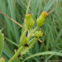 Gynura lycopersicifolia DC.